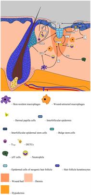 Epidermal Stem Cells in Hair Follicle Cycling and Skin Regeneration: A View From the Perspective of Inflammation